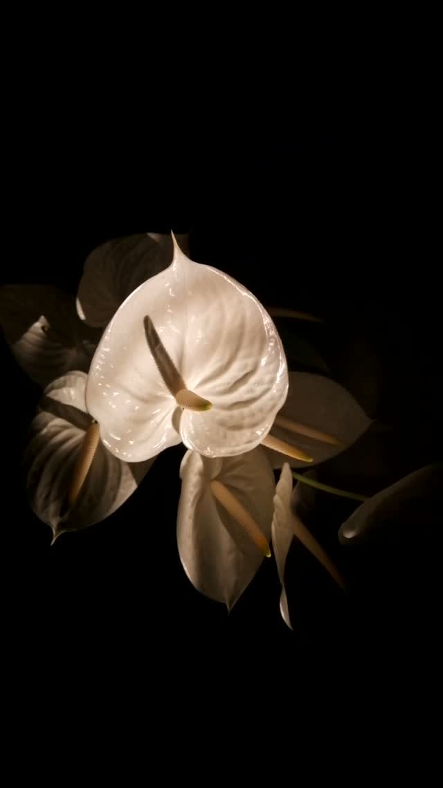Having fun with a pretty afternoon light shining through the window 🧡