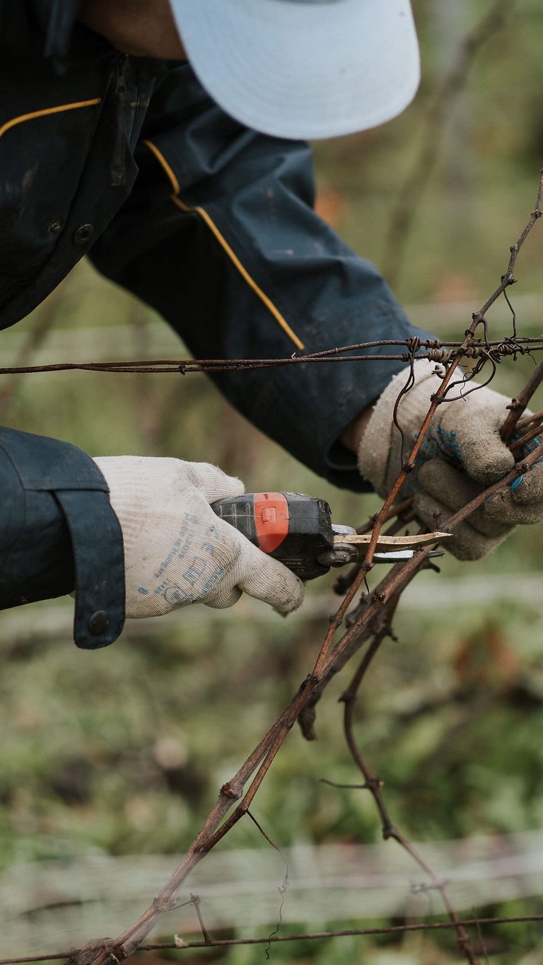 When we have a sunny day ☀️
Liage, Réparation, Broyage, Café & Champagne.
#lifeinthevineyard #liage #linking #vignoble #villersmarmery #1ercru #champagne #sun #vigneron #artisansvignerons #broyage #reparation #lifelately #work #vigneron #margaine #amargaine #champagneamargaine #chardonnay