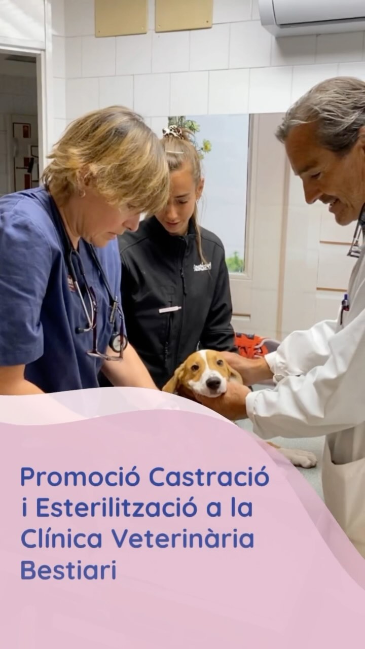 👉🏼25% de descompte en l'esterilització de la teva mascota
Aprofita la campanya d'esterilització durant el més d'Agost al Bestiari 🐾🐶🐱💙
🧐 Sabies que... 👇🏼👇🏼👇🏼
La esterilització de gossos i gats és una pràctica essencial amb nombrosos beneficis per als animals i la comunitat. Aquesta intervenció quirúrgica, que inclou la castració en mascles i la ovariohisterectomia en femelles, ajuda a controlar la superpoblació i millora la salut i el comportament dels animals.
Beneficis de l'esterilització
1. **Control de la superpoblació**: Cada any, milers de gossos i gats acaben en refugis o són sacrificats per la superpoblació. Esterilitzar els animals redueix els naixements no desitjats i disminueix el nombre d'animals abandonats.
2. **Millora de la salut**: En femelles, redueix el risc de càncer de mama i elimina el risc de càncer d'ovaris, úter i les perilloses infeccions de matriu. En mascles, disminueix la possibilitat de tumors testiculars i problemes de pròstata.
3. **Reducció de comportaments indesitjats**: Els animals esterilitzats mostren menys comportaments problemàtics. En mascles, es redueix la tendència a marcar territori i l'agressivitat. En femelles, s'elimina el comportament associat al zel.
✅Consideracions abans de l'esterilització
És important consultar amb un veterinari per assegurar-se que l'animal està en condicions òptimes per a la cirurgia i seguir les recomanacions postoperatòries per garantir una recuperació ràpida.
En resum, l'esterilització de gossos i gats és una decisió responsable que beneficia tant els animals com la societat, contribuint a la salut i benestar dels nostres companys de quatre potes i creant un entorn harmoniós per a tothom.