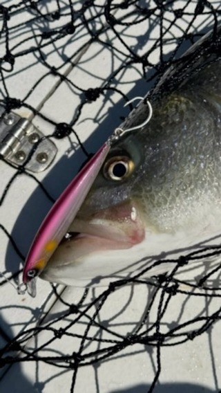 The Talon110’s did some serious work today on bass and blues out at Monomoy. Pink, Crack anchovy, Island Herring, Bruno blue/yellow all worked on some sizeable fish including bluefish over 10 pounds. Small bit tough lures that fit the sub surface game right now. These are the cousin lure to the Dart110. #myfishingcapecod #monomoytackle #monomoyfishing #harwichsportbaitandtackle #craftyonecustoms @craftyonecustoms @bobbyjsbait @sportsportoldsalt #onthewatermagazine