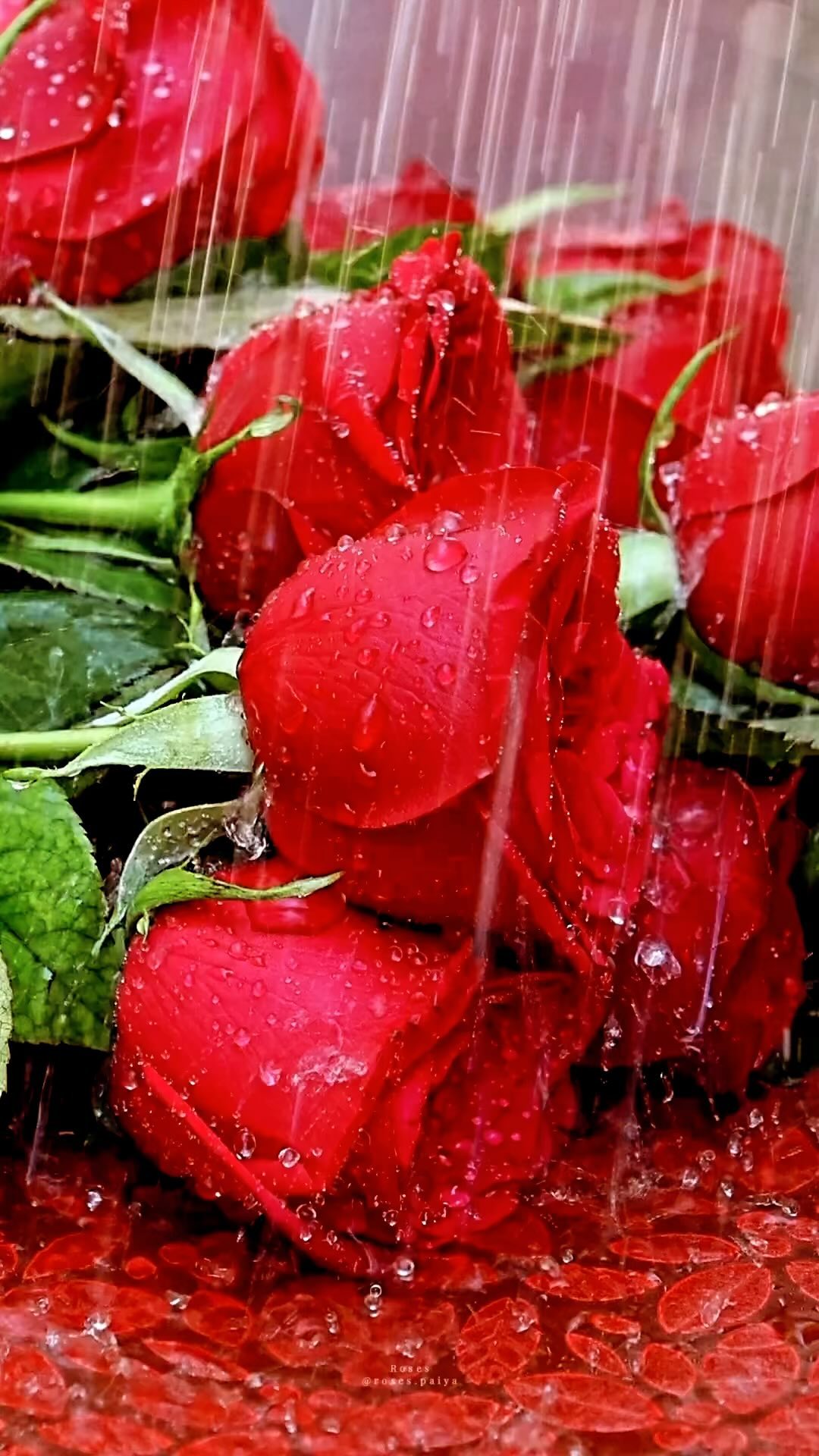 Hello Gorgeous! Here’s a Rose for a Rose! While your stopping to smell the roses. Shop now at QWASHAE Boutique.com or have questions call us 713 436-8585! #rose#client#shopping#res#fashion#getready#newyork#losangeles#pearlandboutique#popstar#rockstar#flower#floral#boutiquelife#boutiqueshopping