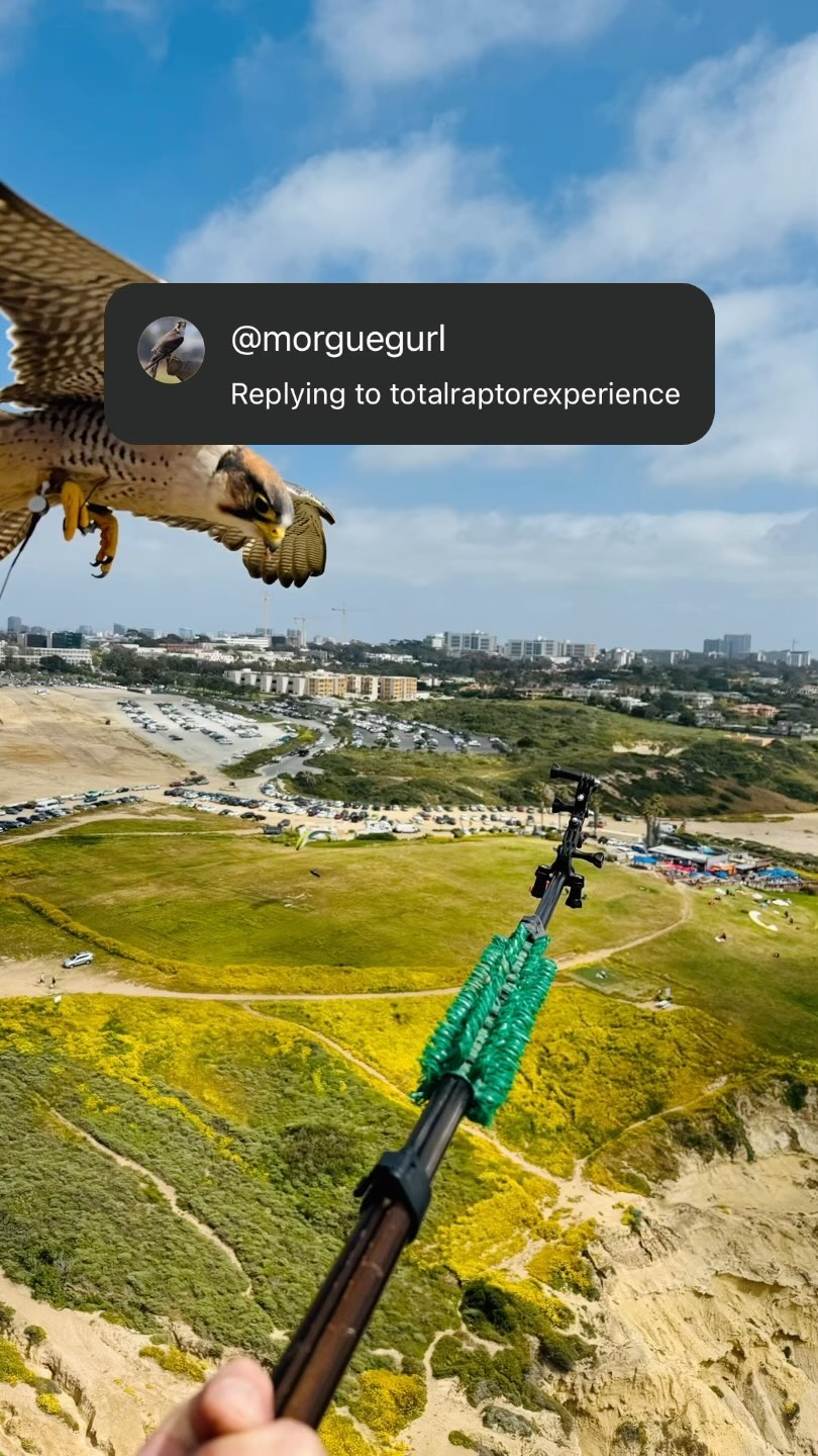 Here he is Parahawking just recently over the bloom