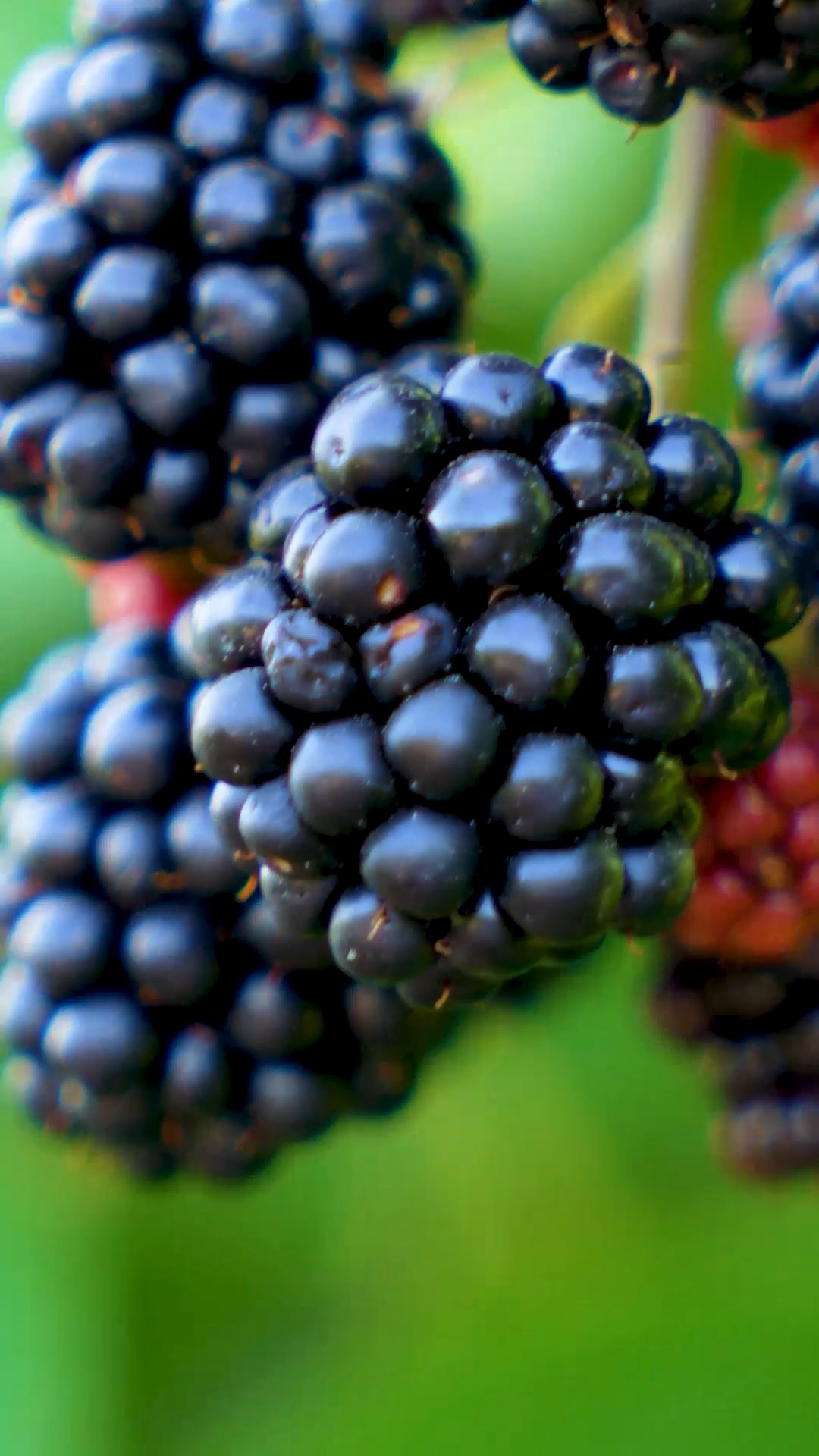 Gelato Guru - Tanıtım