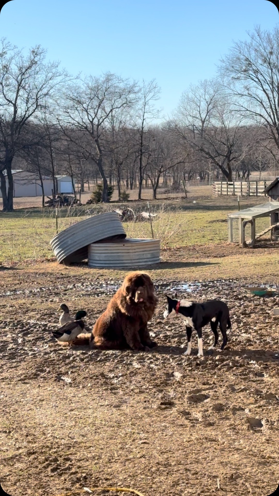 When your foster dog wins the “most annoying”
title. 😂 Oh, sweet Hank.