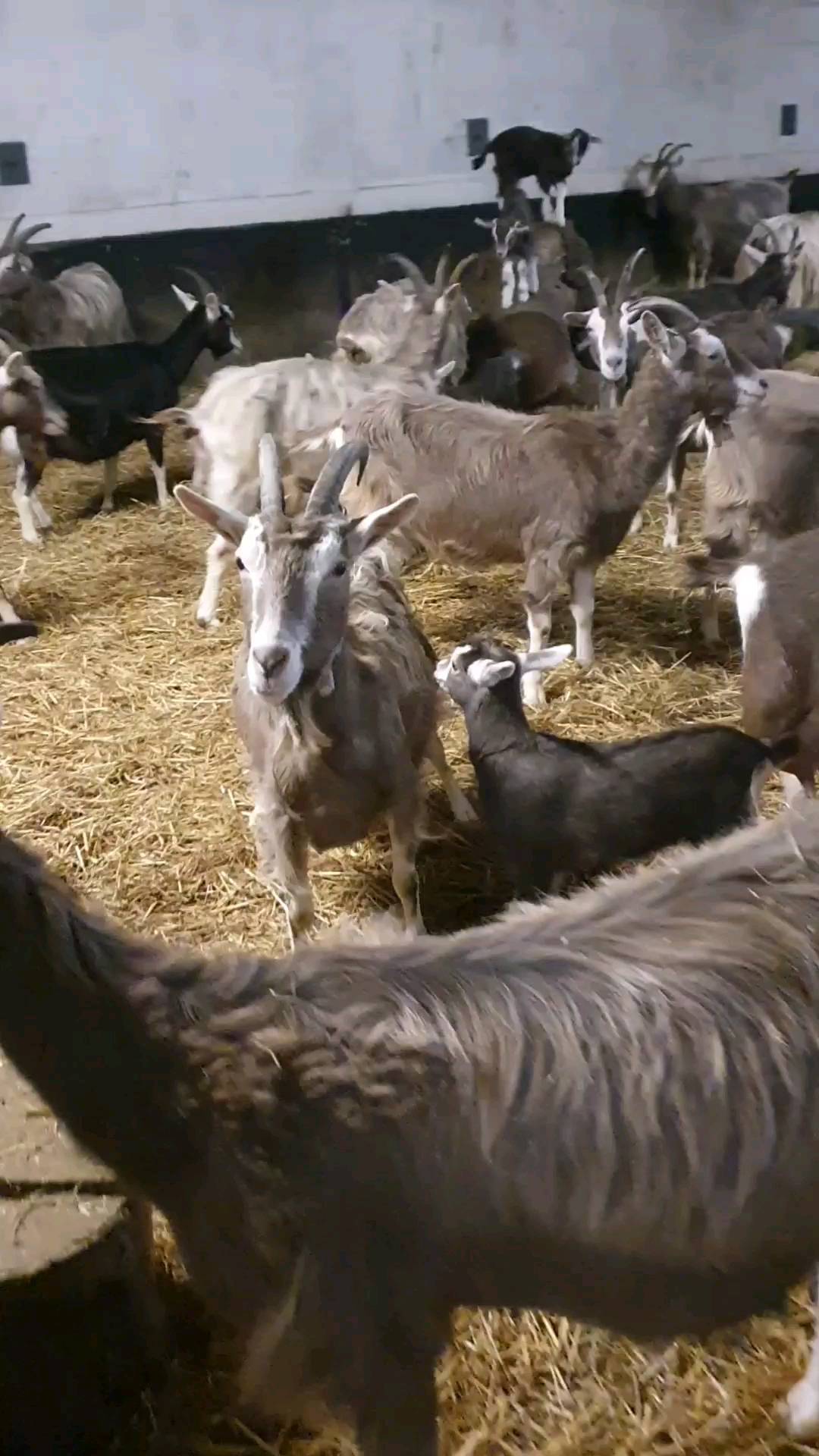 Wie immer sportlich unterwegs: unsere Lämmis 😄
#goattimes #funnyvideos #funtime #goat #goatcheese #ziegenkäse #lebenmitkindern #sport #sporty #jump #bioland #muttergebundenekitzaufzucht #sustainable #farmergirl #landwirtin #landwirtschaft #ökologisch #nachhaltigkeit #traumberuf #fair #hofleben #niedersachsen #wendland #wendlandziege #wendlandliebe #uelzen #wochenmarkt