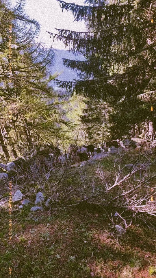 Heute ging es für unsere Schafe und Ziegen auf die Belalp. Dort verbringen sie auch dieses Jahr wieder den ganzen Sommer.
#brandeija #pfauenziege #braunköpfigesfleischschaf #walliserlandschaf #belalp