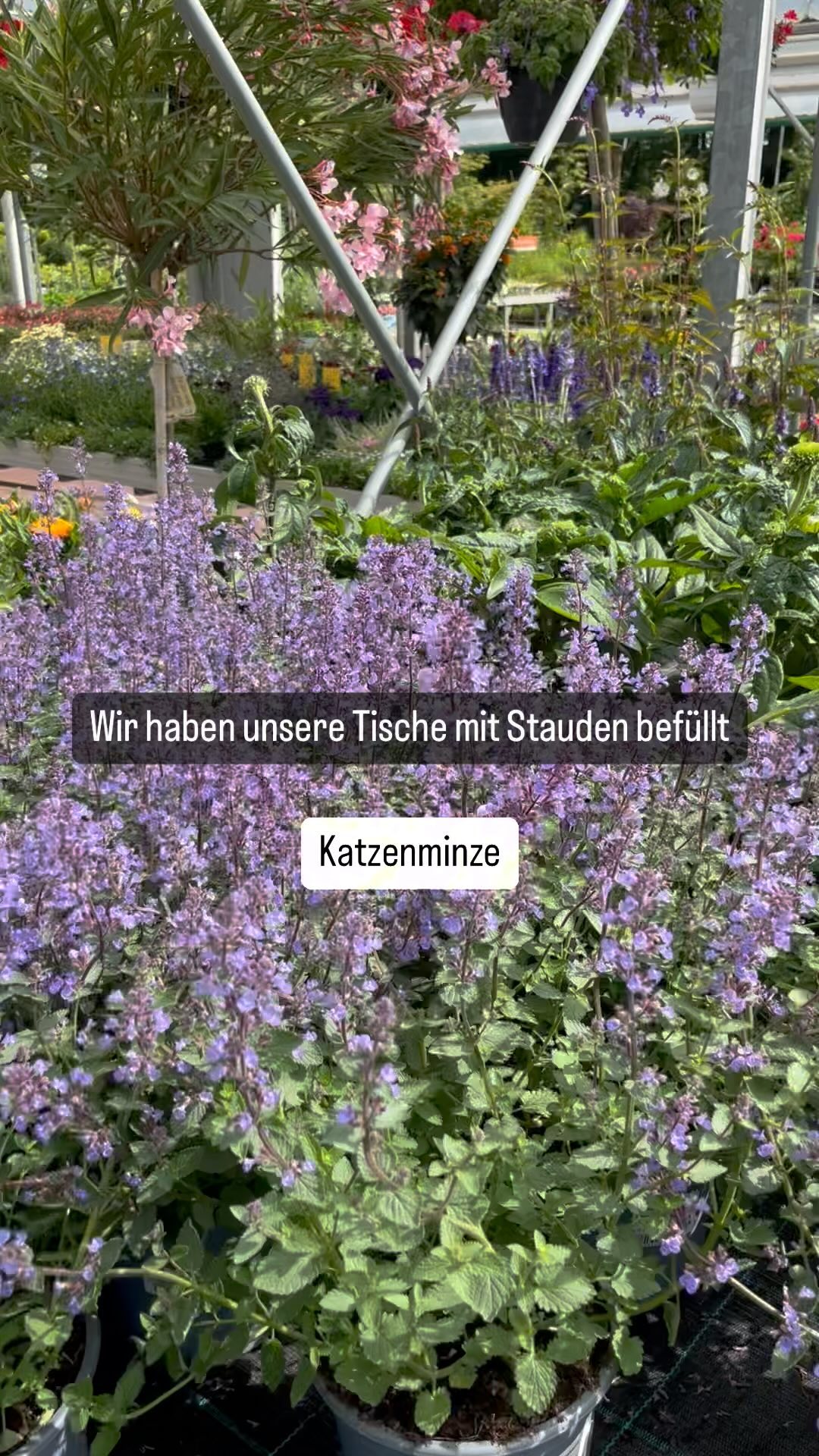Stauden in allen Farben, Formen und Höhen 🌸🌻
Wir haben unsere Tische voll ausgenutzt und viele Staude für Dich bereitgestellt.
Einfach vorbeikommen und dein Garten, Balkon oder Terrasse mit Farbe füllen.
#Baumschule #garten #pflanzen #pflanzenliebe #stauden #katzenminze #salbei #lavendel #duftnessel #agastache #sonnenhut #mädchenauge #campanula #staudenbeet #staudengarten #lupine #rasselblume #prachtkerze #gartenliebe #bunt #sommer #ahaus #baumschulen #baumschulenterbrack #gronau #vreden #legden #steinfurt #ochtrup #stadtlohn