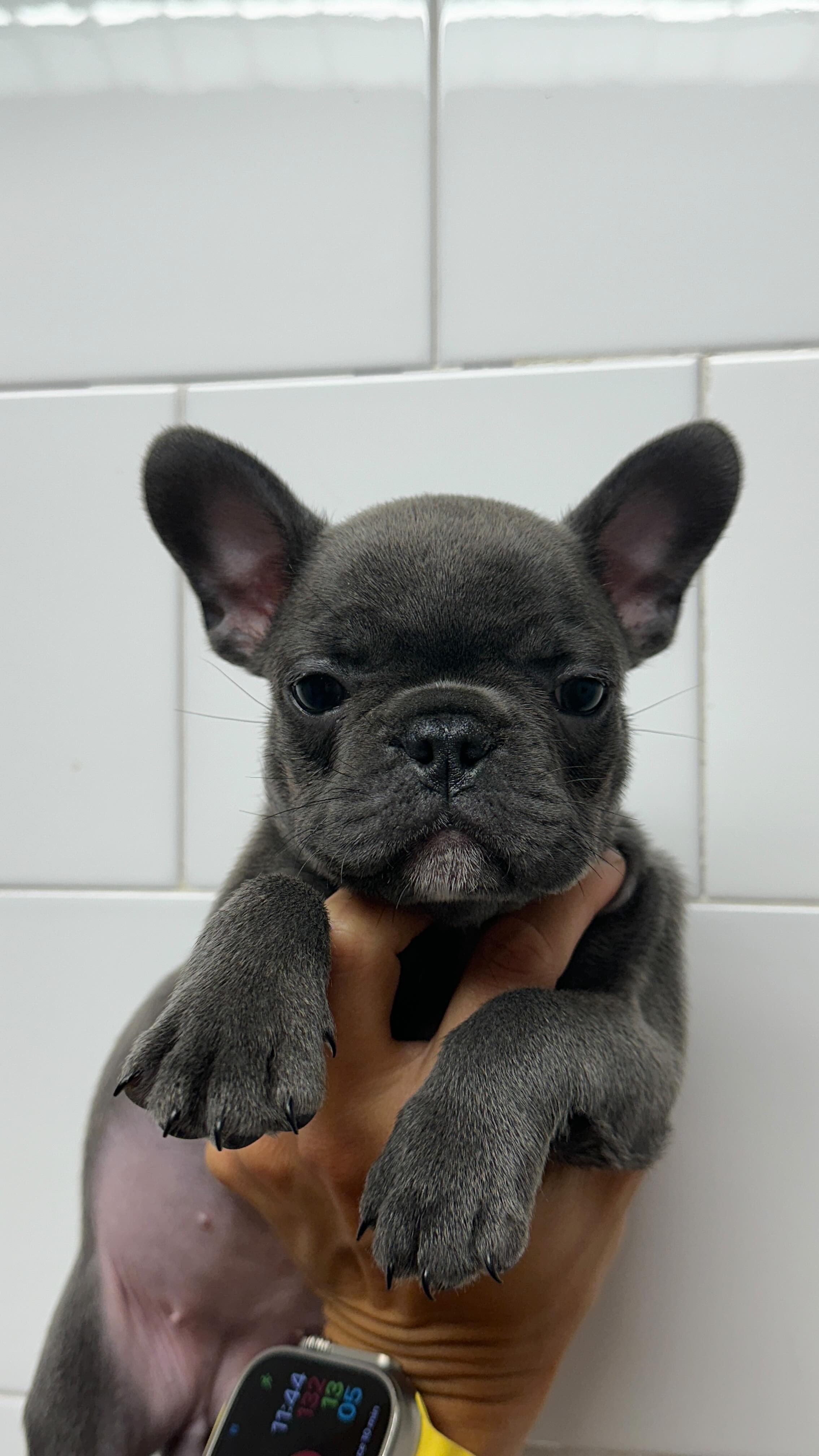 Mireu qui ens ha vingut a veure avui per la seva primera vacuna 💉😍 Doneu la benvinguda al món a la Kira 💜