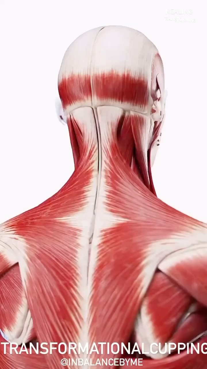 Dit is een mooi filmpje om alle lagen te laten zien waar Transformational Cupping doorheen gaat. Niet alleen de fysieke lagen maar ook de emoties die hier liggen opgeslagen. De huid gaat stralen en wordt strakker. De energie gaat stromen en je gaat letterlijk lekkerder in je vel zitten. ❤️🧚