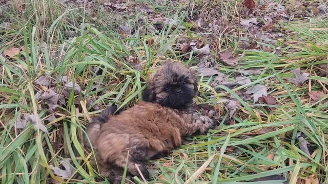 What a bunch of little bouncy fluffer bum pups we have here at the farm! Head on over to follow @thejoyfulpupohio to see aaaaaalllllll the cute Shih Tzu postings!