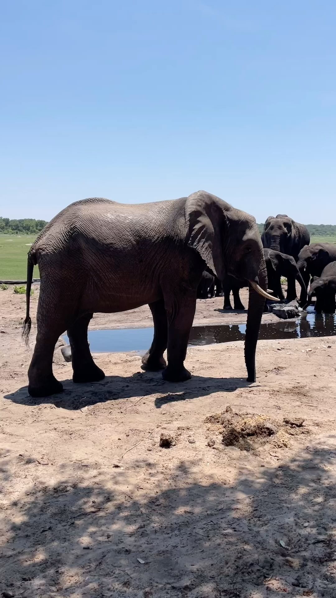 #africanelephants at @hwangenationalpark