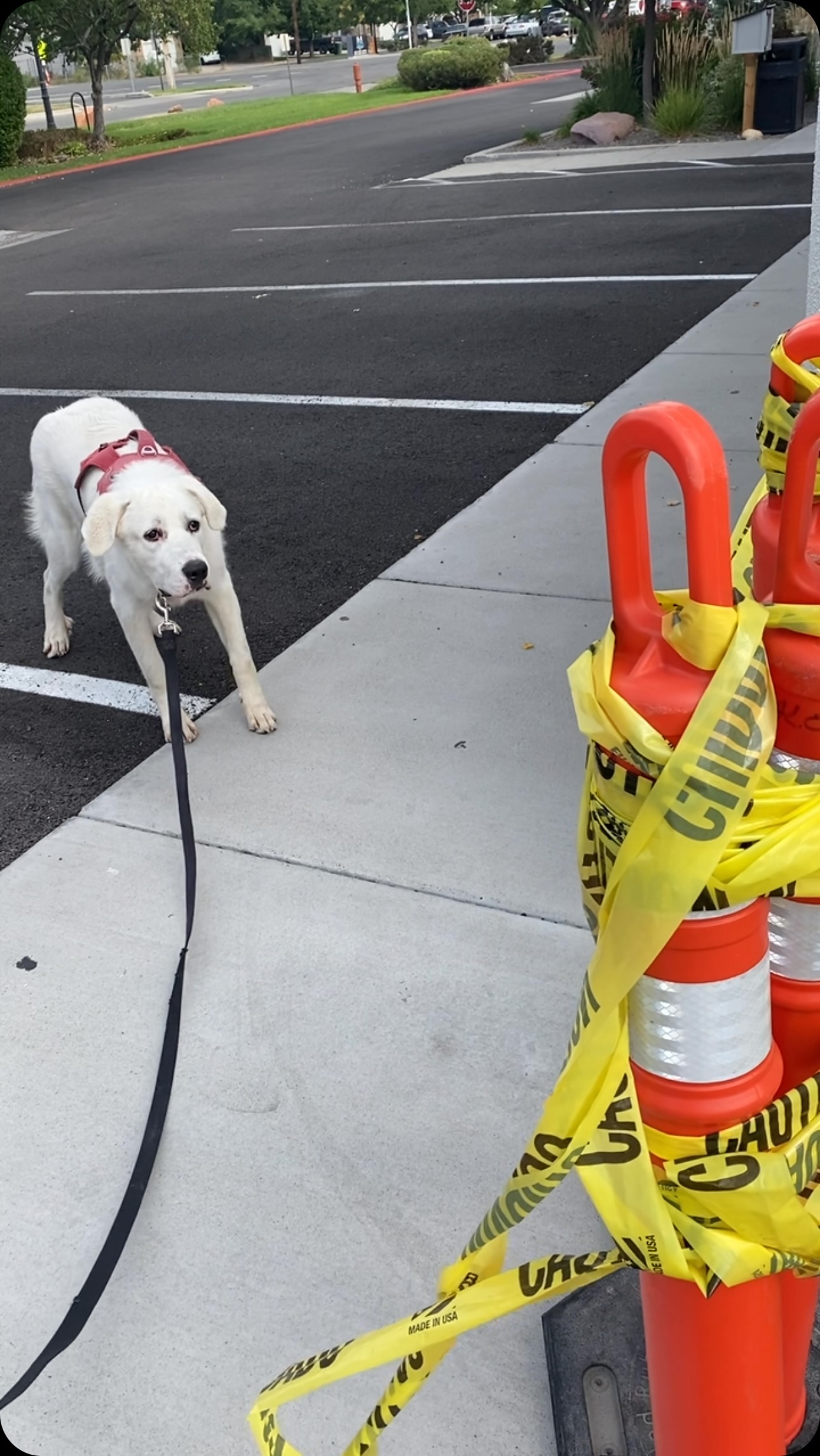 Never back down.
(Except at the end when the tape comes for him again. Rude.)
7.5 months, ~105#.
#akbash #akbashpyrenees #greatpyrenees #greatpyreneespuppy #greatpyreneesofinstagram #cutepuppyvideos #cutepuppiesofinstagram