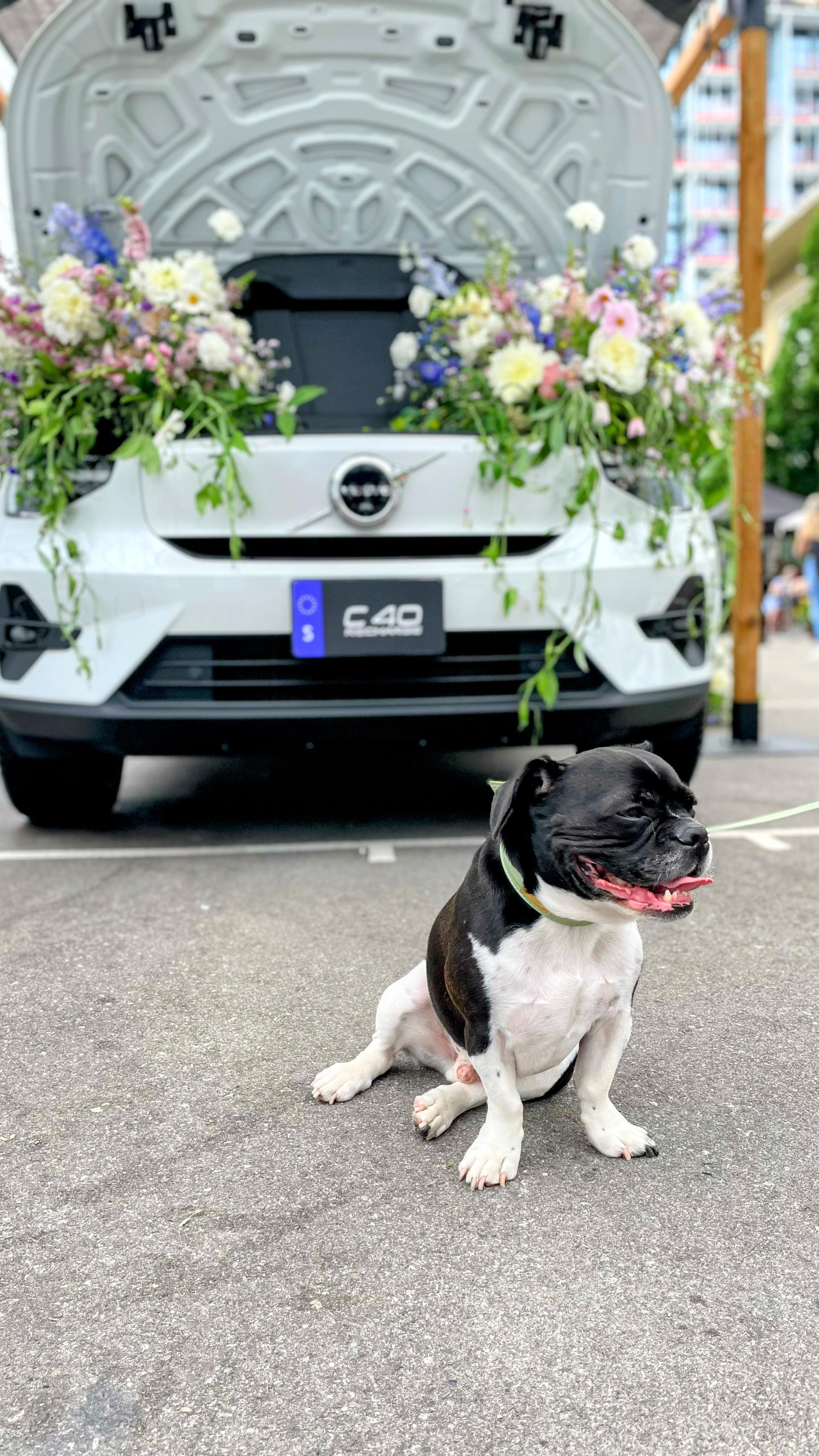 🚗 Cars. 🌸 Flowers. 🐶 Dogs. 🎨Workshops. 🌞 On a beautiful summer day with my man @peter_leahy and our little sidekick @sir.douglas_inthe6ix. Perfect way to spend our Saturday at @stacktmarket hosted by @volvocarcanada for #volvomidsummer event. Loved seeing @rachelkells of @makelemonadeco and @blushandbloom @torontoflowermarket @kenilworthfloral #flowersmakemehappy
.
.
.
.
.
#torontoevents #toronto #flowers #flowerlovers #flowergram #the6ix #frenchbulldog #bulldog #bulldoglove #volvo #volvotrucks #canada #frenchie #frenchbulldogsofinstagram #adventure #workshop #stacktmarket #explore #love #happy #flowersofinstagram #doglover #sustainability #sustainable #ecofriendly
