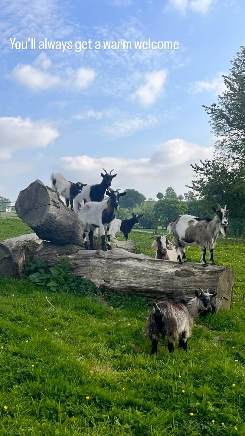 The goats love a good fuss from the guests 🥰
#goats #pygmygoats #lodges #lodgeswithhottubs #countryside #midwales #wales #couplegoals #travel #cabins #midwalesmyway