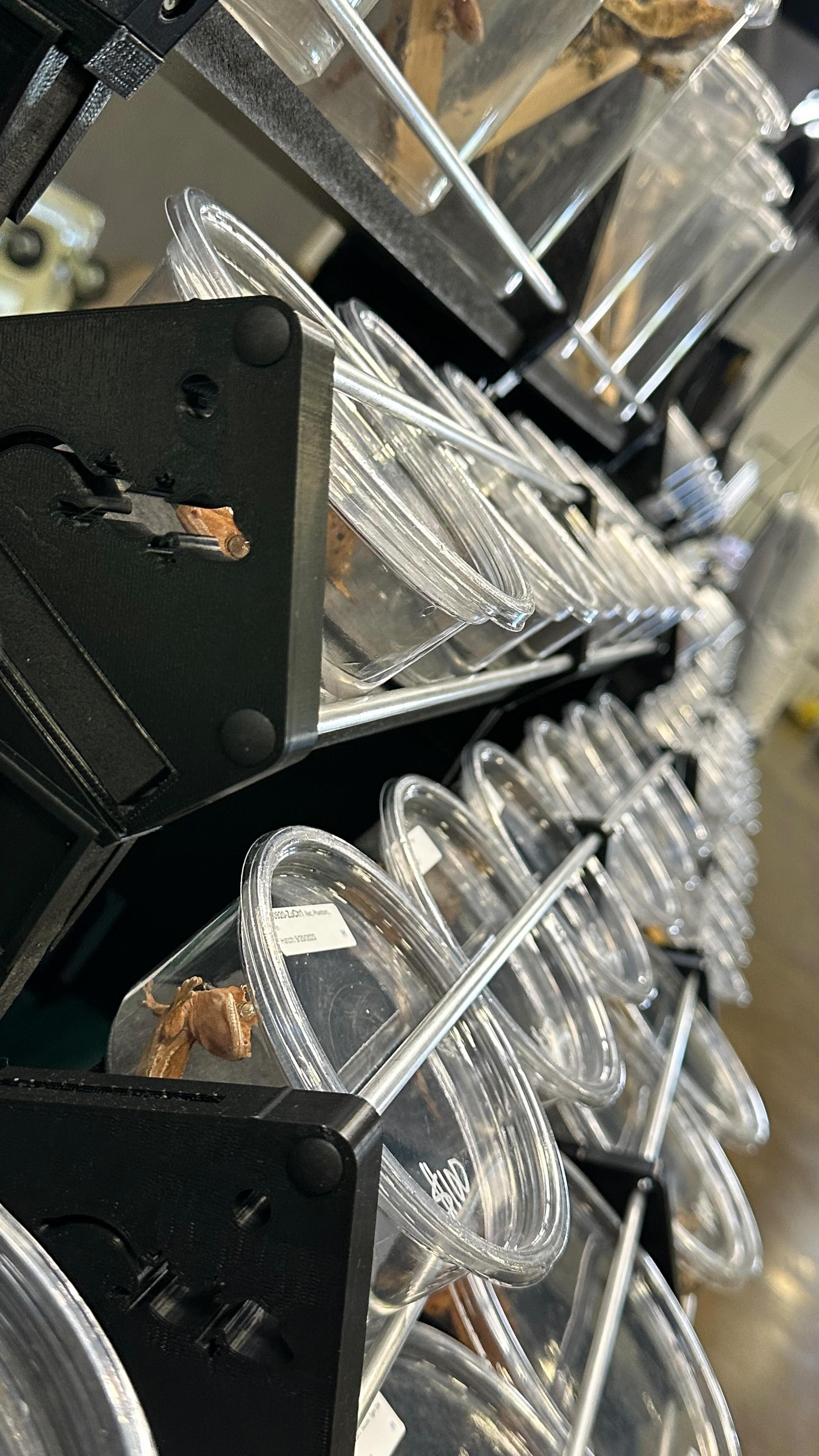 For those who’ve visited my #marvelmoprhs booth, you probably have seen my Elevated Reptile Display Racks. I’ve received so much praise by everyone. To #geckolovers, they compliment me on how beautiful my geckos are. Partially because I feel I do have some high quality animals, but I think it has a lot to do with how the animals are displayed and how easy it is to interact with them.
1. Patrons appreciate the geckos being elevated and closer to their eye level
2. Geckos in cups are not covered by a fish nets
3. It’s easier to hand them the deli cup to see or buy
4. The lighting spreads well and shines over the whole animal
5. The overall presentation is very professional and streamlined
For vendors, the feedback has also been amazing.
1. The presentation to the customer is so clean, uniform, and consistent.
2. It’s genius how the cups can only be pulled from the vendor side, and not from the patron’s side.
3. No keys are necessary to protect the geckos from theft
4. You can keep your animals in the deli cup it traveled in and only take it out if you want to.
5. There’s room behind the tiered shelves for overstock, and other supply
6. Set up is easy as click, click, click… Tear down is just as easy
7. Different versions are designed for multiple cup sizes
8. Compared to other display cases, you can place more animals over the square footage. Our small cup shelves hold 4 rows of 6 (24 animals), vs top brands holding 3 rows o 5 (15 animals).
I’m now offering this up for fellow vendors, and releasing 3 different options for large cups, small cups, and assorted cups (for small, large, and tall cups). DM me to check them out and to inquire about my special intro pricing, while I’m still working on adding this to my website. You can be among the first to have this on your table as well! Thanks!
#reptilebreeder # tradeshowdisplays #crestedgeckos #geckobreeder #