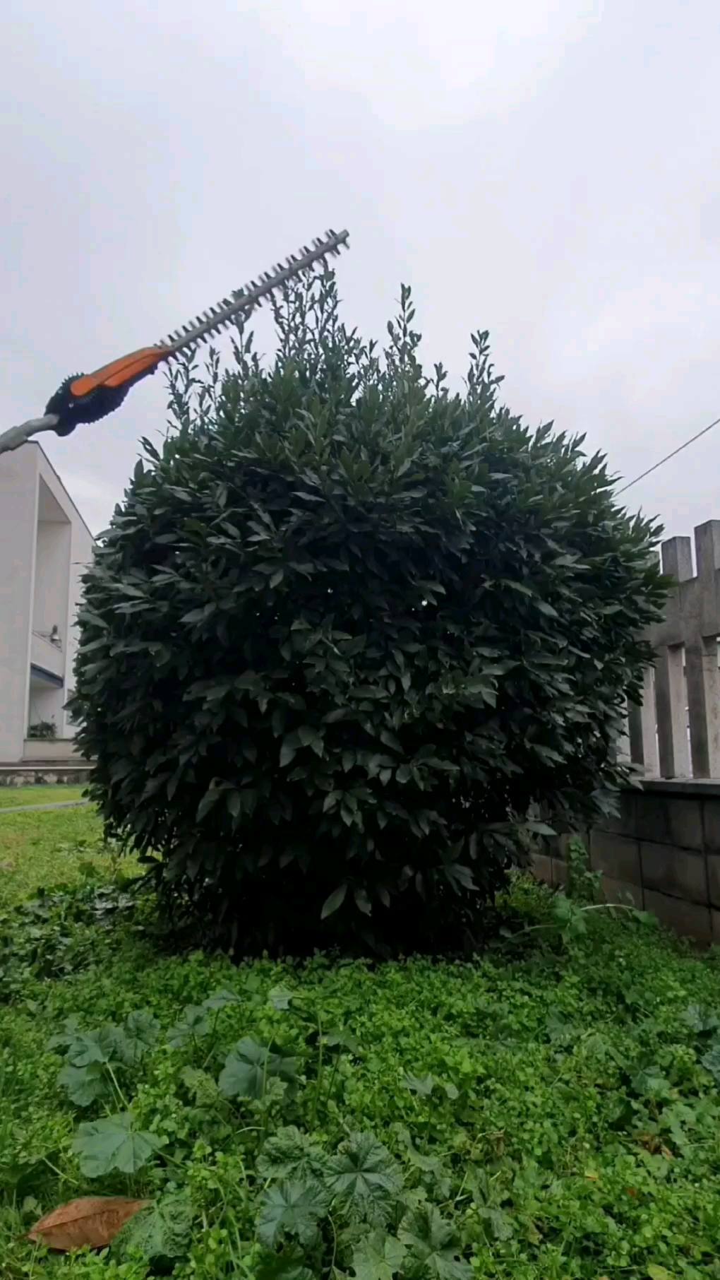 Potature.
.
.
.
.
.
.
.
.
#treesurgeon #treclimbing #giardinaggio #giardino #natura #garden #piante #green #fiori #verde #nature #gardening #potatura #italy #giardiniere #giardinodicasa #italia #love #flowers #landscape #plants #polliceverde #potature #foglie #sempreverde #giardini #topiartis