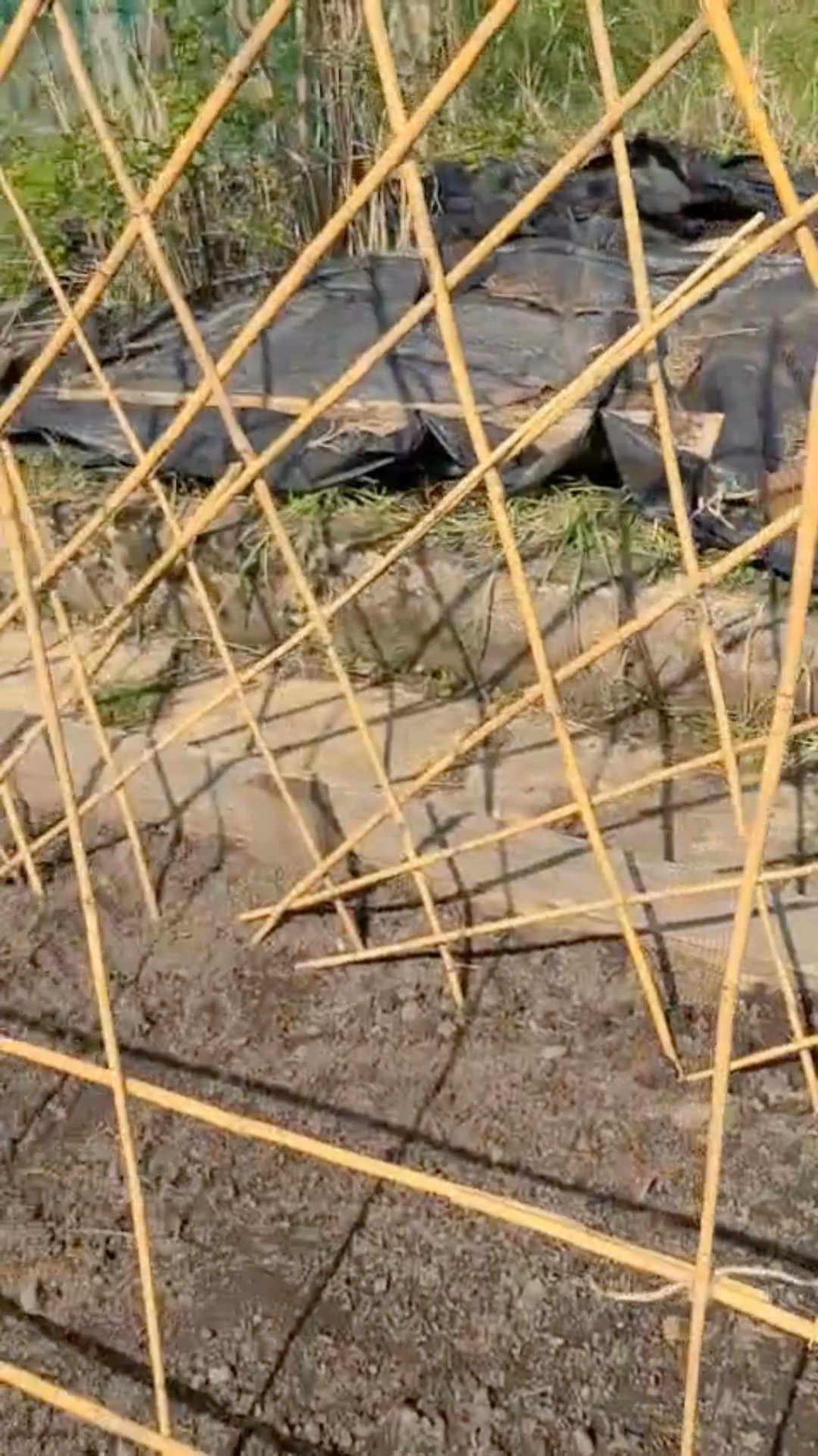 Building Structures for Beans and Peas Part 1:
I wanted to sow my peas and beans but wanted some structures in place for them. Popped into the garden centre and it was like £££ for some trellis. So I thought "I'll just make them myself! 🤩
Bought some 160cm bamboo sticks x 20 and string.
How to: Push 5 sticks into the ground vertically then add sticks into the ground in between the ones going vertical, but bend these so they are horizontal at first. Weave these between the vertical sticks by going one way around them, then the other (visual aid for this in part 2). Make sure you start on opposite sides of the vertical sticks each time as this will create a very strong structure. Secure sticks at the ends with string.
Note for new followers: Hello! In this video, I talk about green manures, a plant I grew last September. It improves soil structure and adds in nitrogen, a nutrient favoured by beans and peas).
Building Structures for Beans and Peas Part 2:
Pea structures are easier as they don't need to be quite as strong. For these, you can just push sticks into the ground vertically and weave sticks horizontally. Start each way from the opposite side of the sticks going vertically.
Bury the string in a hole in the ground and pull the string up and down, wrapping it around the bamboo sticks as you go before planting the other end in the ground.
Tie the string onto vertical bamboo sticks and pull it across horizontally wrapping it around the sticks as you go.
Building Structures for Beans and Peas Part 3: Complete 🤩
I'm a bit pleased with myself! They were pretty fun to make and very happy with the end result!
#diygardening #gardentrellis #vegetablegardeningtips #gyo #growyourown #allotmentlove #allotmentuk #allotmentlife