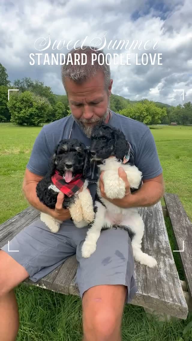 Summer Love for our Standard Parti Poodles😎☀️😎