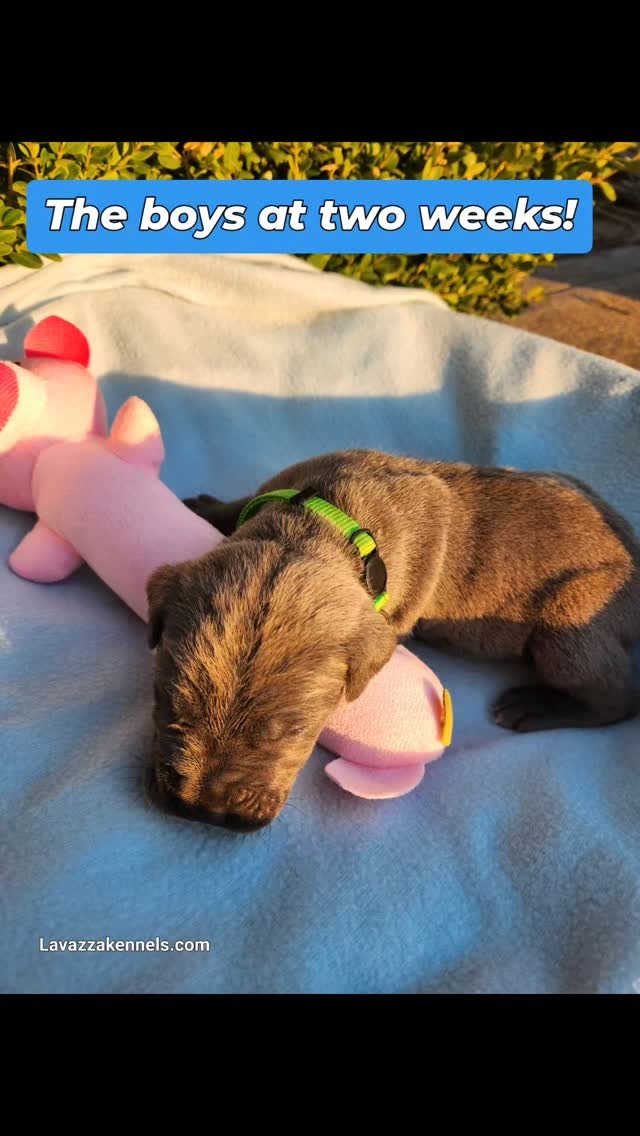 #canecorso #canecorsoofinstagram #canecorsofans #canecorsolife #canecorsolover #canecorsopuppy #canecorsoloversofinstagram #canecorsoitaliano #canecorsokennel #availablepuppies #canecorsopuppies #dogsofinstagram #rehoming #doglife #akcgrandchampion #dogoftheday #doggo #doggram #doggyeyes #cuteanimals #cutedogs #dogloversofinstagram #dogkennel #dogbreeder #akcshowdog #akcchampion #AKCshow #AKC