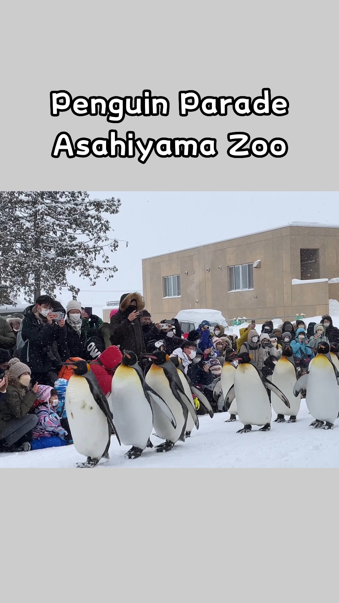 Asahiyama Zoo (旭山動物園, Asahiyama Dōbutsuen) is a very popular zoological garden just outside of central Asahikawa City in the middle of Hokkaido. Its popularity lies in the enclosures which allow visitors to observe the animals from various angles, many of which are unique to Asahiyama Zoo.
.
Highlights include a glass tunnel through the penguin pool that allows visitors to observe the birds' underwater flights, and small glass domes in the middle of the polar bear and wolf enclosures that can get visitors right among the animals. The zoo was also one of the first to organize penguin walks in winter. Work on new enclosures and improvements to existing ones is constantly ongoing.
.
Animals on display include native wildlife from Hokkaido, including deer, eagles, cranes and (now extinct) wolves, as well as various animals from across the world, such as polar bears, apes, big cats and giraffes. If possible, try to visit the zoo outside of weekends and holidays to reduce the crowds.
.
.
📍Address: 北海道旭川市東旭川町倉沼
⌛Opening hours:
Late April to mid October: 9:30 to 17:15 (entry until 16:00)
Mid October to early November: 9:30 to 16:30 (entry until 16:00)
Mid November to early April: 10:30 to 15:30 (entry until 15:00)
🎫 Tickts: JPY1,000
.
.
过去说起日本最有名的动物园,人们自然会提到东京都上野动物园。而如今,说到人气最旺,当属位于日本北海道旭川市郊外的旭山动物园。这个日本最北端的动物园,每年都会吸引全世界各地的游客前来观光。
旭山动物园以独树一帜的动物行为展示方式而闻名,通过展厅的独特设计,让动物在相对自由的饲养状态下展示自己本能行为的同时,还能让游客无障碍地观看到动物的自然状态。
在海豹馆,可观赏到巨大的圆筒形水槽中垂直游动的斑海豹。在北极熊馆,不仅能看到北极熊在地面上徘徊,还可看到它们在水中充满活力的游动情形。在企鹅馆,可观赏企鹅在水中360度飞一般的游弋,冬天还能看到企鹅在户外雪地散步。
.
.
📍地址: 北海道旭川市東旭川町倉沼
⌛Opening hours: 4月29日-10月15日:9:30-17:15(其中8月10日-8月16日为9:30-21:00)、10月16日-11月3日:9:30-16:30、11月11日-次年4月9日:10:30-15:30
🎫 门票: JPY1,000
.
.
.
#japanguide #triptojapan #travelinjapan #visitjapanjp #visjtmyjapan #jntosg #visitjapanphillipplines #jntoid #visitjapanAU #japanrevealed #travelgraphy #travelgram #traveling #trending #japanese #instagram #asahiyamazoo #asahigawa #hokkaido #animals #penguins #deer #redpandas #travelinhokkaido #animalworld