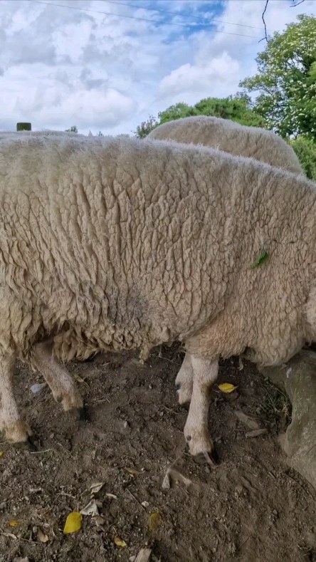 Those of you who have been here a while have met Love already... she's the resident granny sheep and enjoying her retirement.
#sheepfarmer #sheep365 #sheepofinstagram #farming365 #gardenofireland #farmingireland #sheepworld #lifeonthefarm #sheepfarming #sheepworld