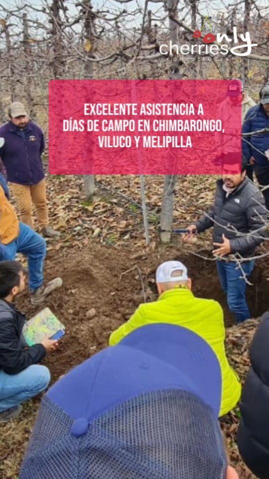 Los días de campo nos permiten conocer la experiencia y problemáticas de los productores y buscar soluciones en terreno a la vez que les entregamos alternativas de manejos que aumentarán su rendimiento y calidad de fruta.
#cherry #cherries #chileagricola #agrochile #agronegocio #cerezas #cerezo #cherryblossom #smartcherry#cherry #cherries #chileagricola #agrochile #agronegocio #cerezas #cerezo #cherryblossom #smartcherry #redagricola #campochileno #agricultura #revistadelcampo #mundoagro #agronomia #agro #agroquimicos