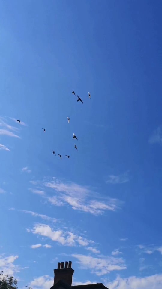 Sneak Peak 👀
Currently on the bench is this classic black and white unglazed porcelain Hall floor. The floor encapsulates the beauty and the movement of the swifts - bringing the outside in and creating a real WOW! Factor for the home.
#ihavethisthingwithtiles #ihavethisthingwithfloors #interiors #interiordesign #luxuryhomedecor #luxuryhouse #luxurydesign #bespokedesign #interiordesigner #paulsiggins #makeanentrance #mosaic #classical #classicdesign #blackandwhite #swift #birds #sneaky #sneakpeek #wip #wipart #workinprogress #uniquedesign #design #luxurylife