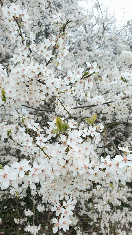 Spring peaking through 🌸