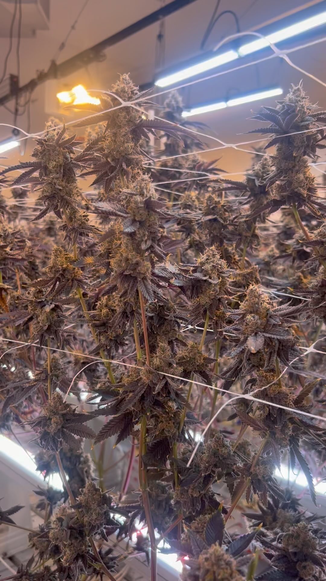 …now if only you could smell this room 🔥