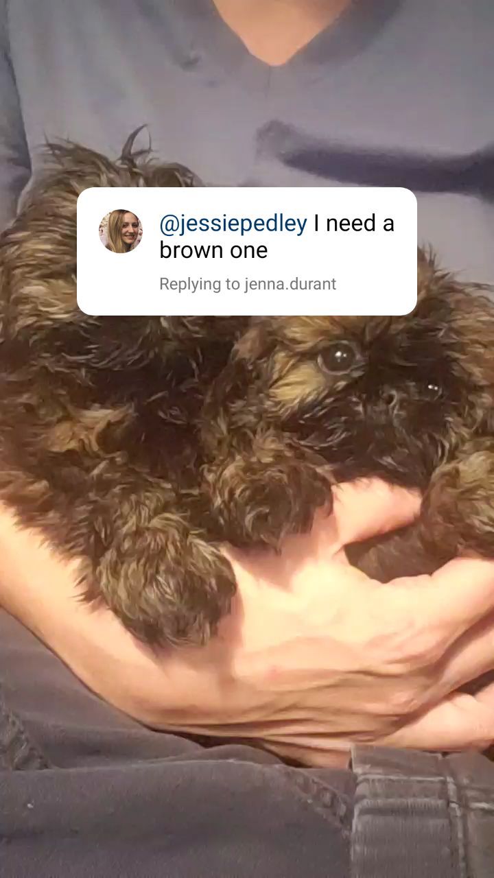 Cute little brown pups are available! ;)