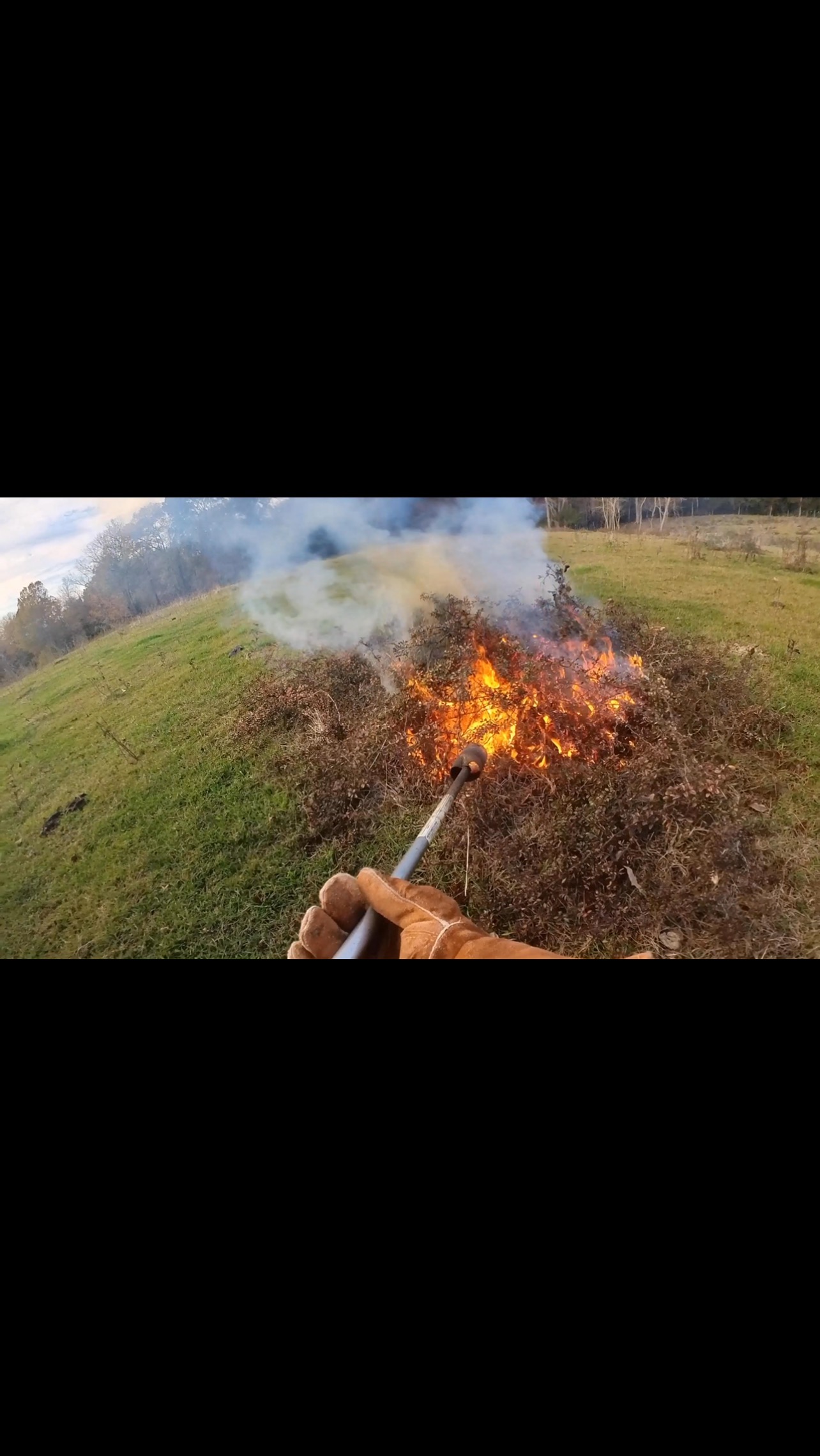 What’s one way to get rid of invasive plants ? Let us anwser that! FIRE!🔥 #texas #easttexas #beef #akaushi #flamethrower