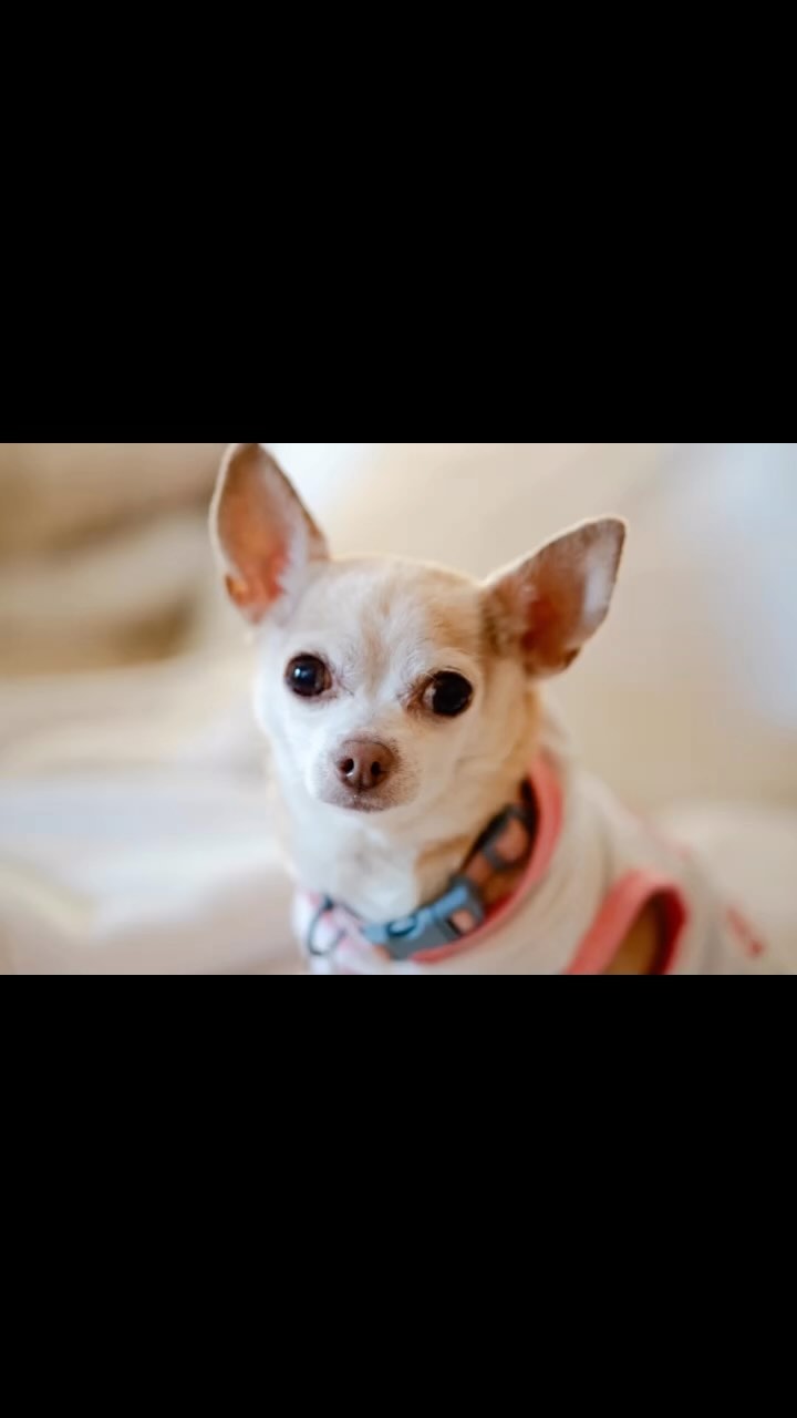 Happy International Dog Day!!! 🐾 For all those still with us and those we are missing today.