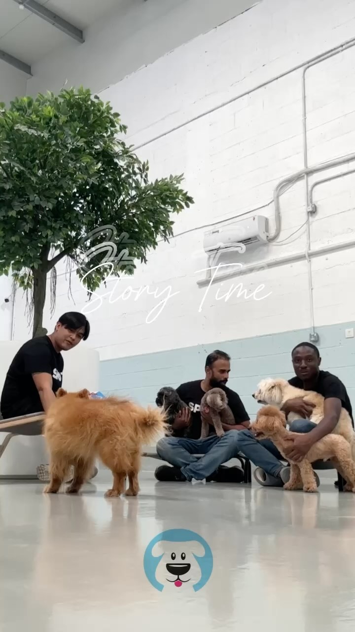 Downtime is SO important at daycare ✨
It can’t be GO GO GO!
We tend to take a unique and more organic approach and spend our afternoons creating downtime by changing the energy of the room to one that’s a little more calm and quiet.
Today was reading day ✨ you can see the energy immediately shift within minutes while allowing the pups to stay social. It’s the small things ✨🩵
Some daycares rotate their pups into kennels for the afternoon - which we dont agree with as it’s the lazy thing to do, and somewhat anti-social.
When selecting your daycare, ask the front desk team, how do the handlers manage downtime ☺️ you’ll be surprised at some of the answers you get back!
#dubaidogs #dogsindubai #dubai #mydubai #dogs #nyc #hellofromspot #boarding #grooming #welovedogs #dogsofdubai #dubaidog #doggieboarding #doggiedaycare #doggieboarding #dogdaycare #dogdays #uaedogs #dxbdogs #everydayawesome #adoptdontshop #pethealth #petnutrition #happypup #dog