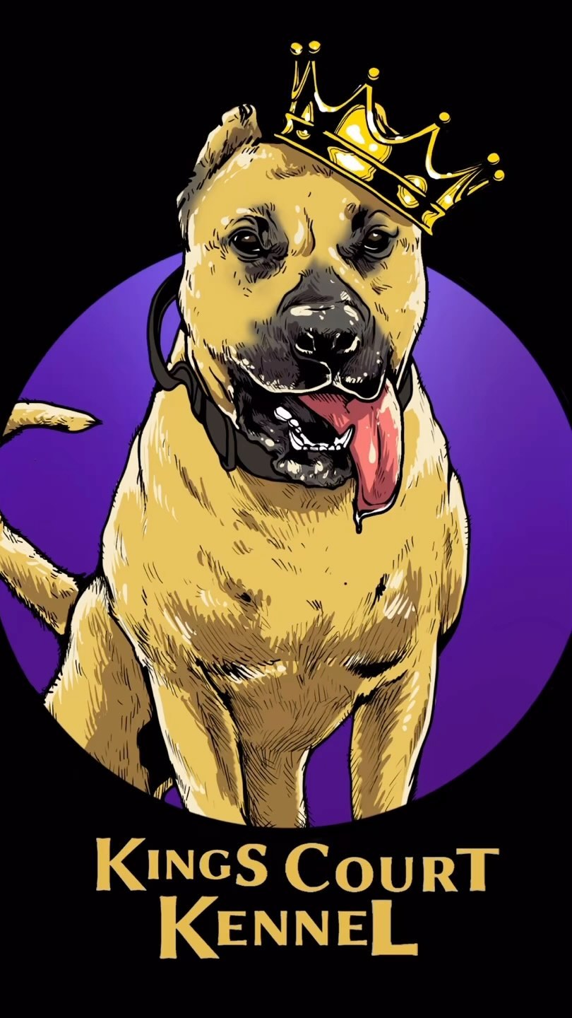 A new look 👀 #presacanario #kingscourtkennel👑