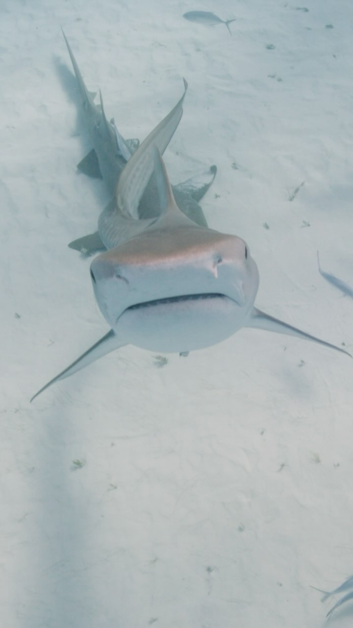 Maintain eye contact and don’t flop around at the surface…. Words to live by when interacting with apex predators of the deep ! Tiger sharks are especially inquisitive about objects at the surface. Not surprising when turtles and seabirds are some or their favorite snacks! @sharkeducation @filipe_deandrade @biminiscubacenter @seawilliams @reddigitalcinema @gates.underwater #scuba #tiger #tigershark #shark #red #bahamas #wanderlust #travel #scubadive #bahamas #predator #bucketlist #shark #sharktank #swim #bimini