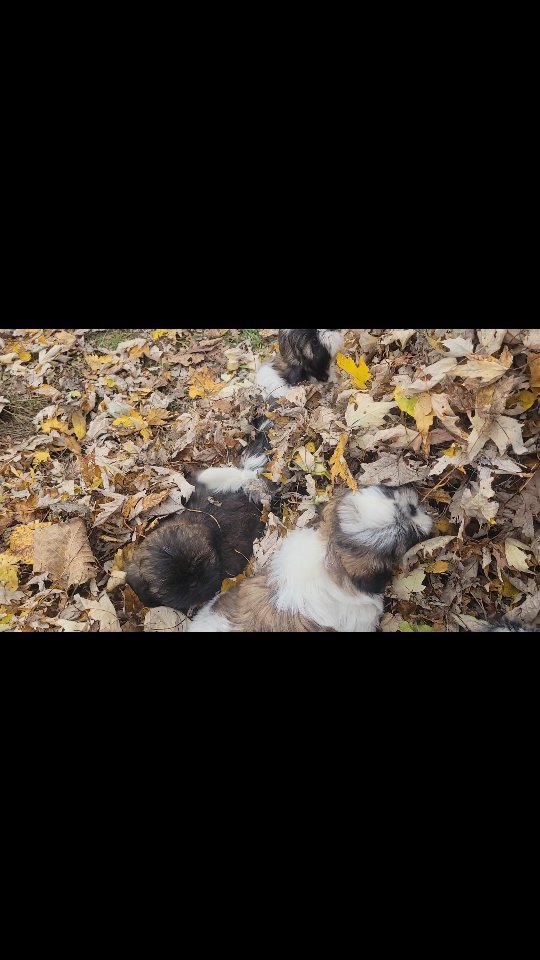 Just enjoying the last of this warm fall weather! I think the pups blend in well with their surroundings, don't you? :)