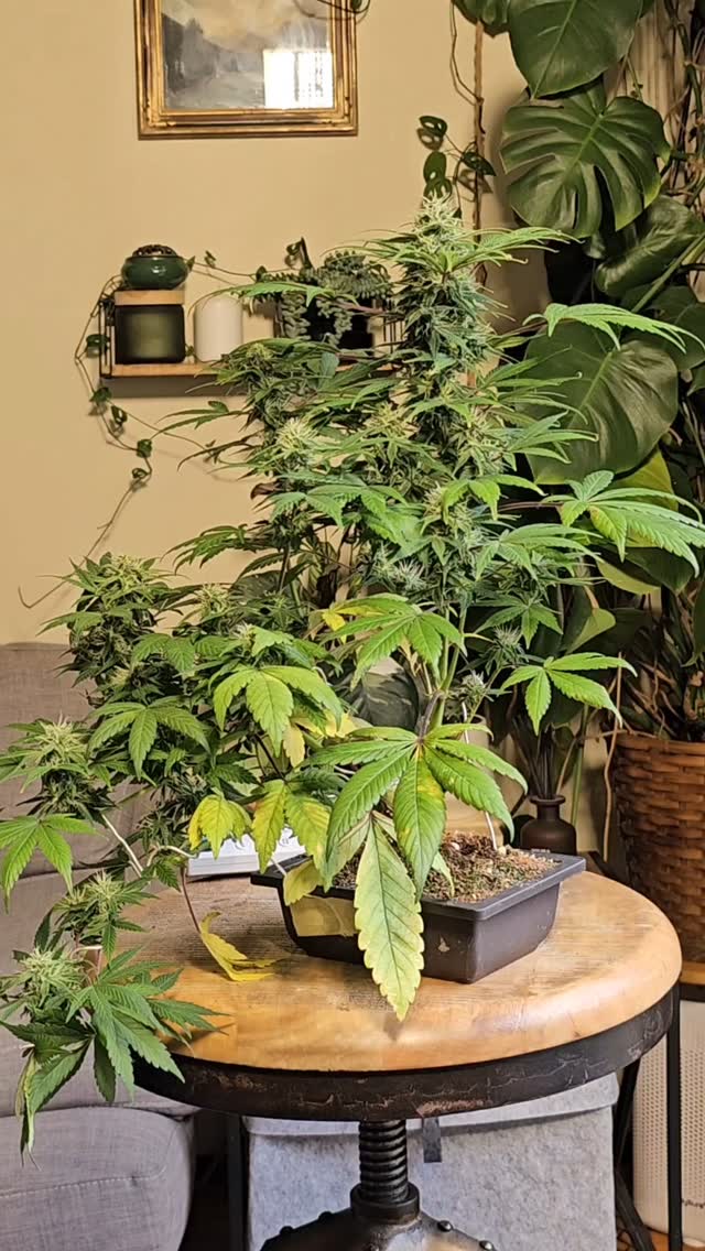 First defoliation complete 🌿✂️ Removed the oldest, yellowing fan leaves and those shading the lower bud sites. This yellowing is a natural part of the plant's lifecycle, often due to senescence as the plant redirects energy to new growth .
Clearing these leaves enhances light penetration and airflow, promoting healthier bud development .
🎥 Watch the transformation unfold in the time-lapse!
Powered by @_mephistogenetics
Use code cannabonsai for 10% off at Mephisto Genetics.