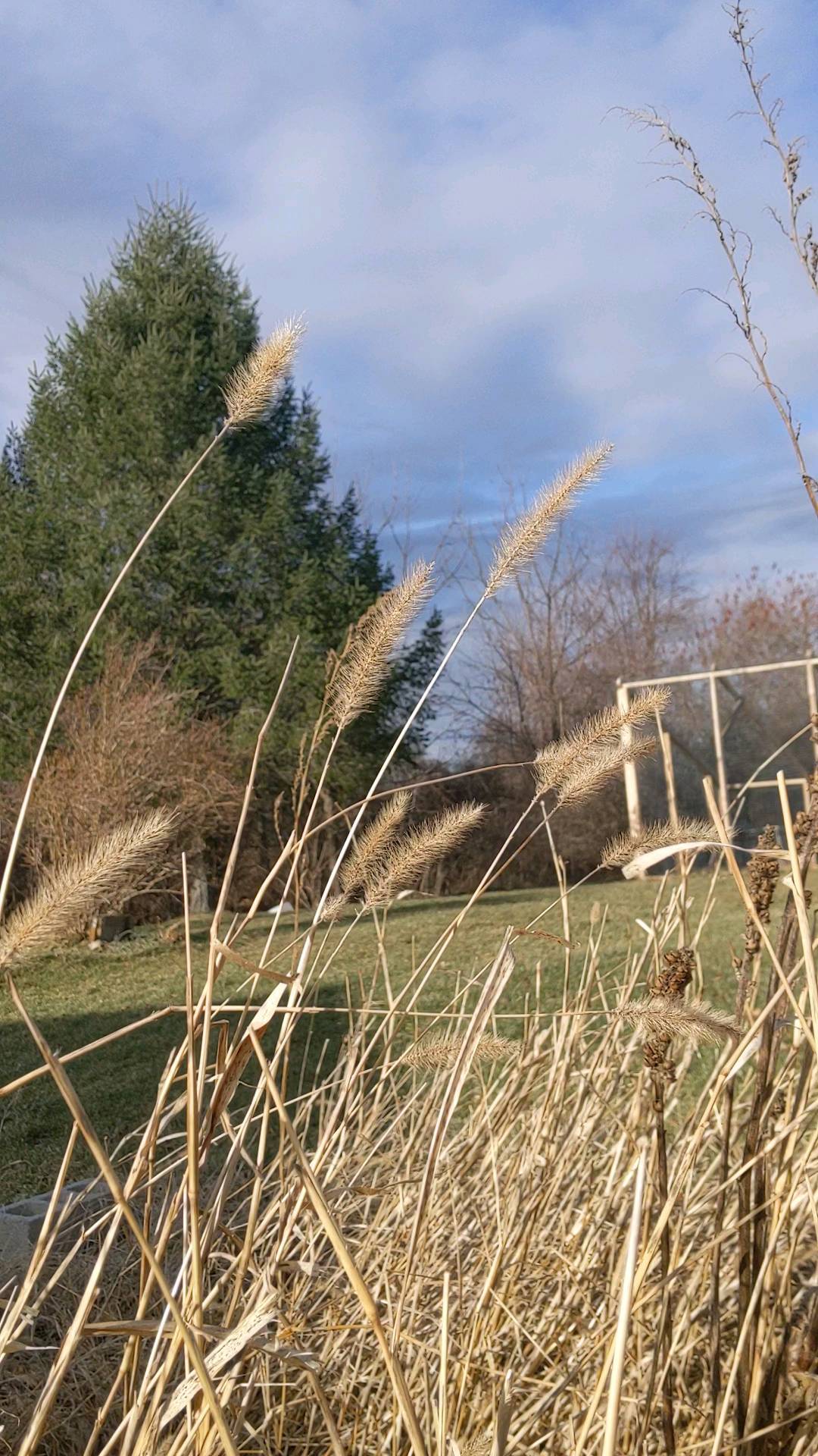 We may be in the peak of winter, but these warm days are welcoming me to harvest the dried, sun-kissed grasses for next year's rustic and Bohemian-style arrangements!
#grasses #driedflorals #farmerflorist