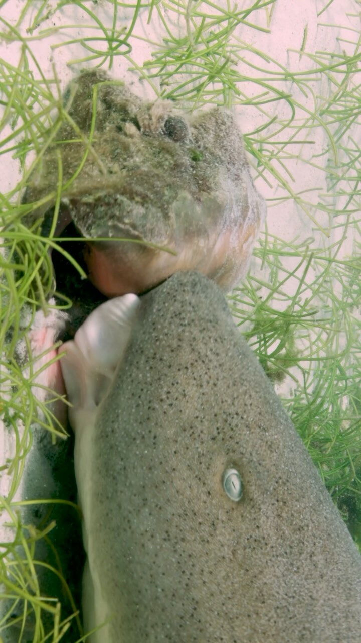 Do you think Nurse Sharks Suck ??? These absolute powerhouse sucking machines can suck a lobster out of a hole and even a conch out of a shell ! I first witnessed and filmed this behavior over 10 years ago for the BBC Shark series and am still amazed every time I observe these sharks hunting. This clip was filmed in 120 frames per second. If viewed in real time the sucking shotgun action of the shark is soo quick you can barely see the conch getting sucked out the shell. Filmed on Red in a Gates Housing. @reddigitalcinema @gates.underwater @sharkeducation @bbcearth @biminiscubacenter @queenconchlab @underwatercameraman @natureismetal #shark #suck #sucks #conch #conchrepublic #nurse #nurseshark #sharks4kids #film #filming #educate #scuba #scubadivibg #bahamas #sanctuary #travel #wander