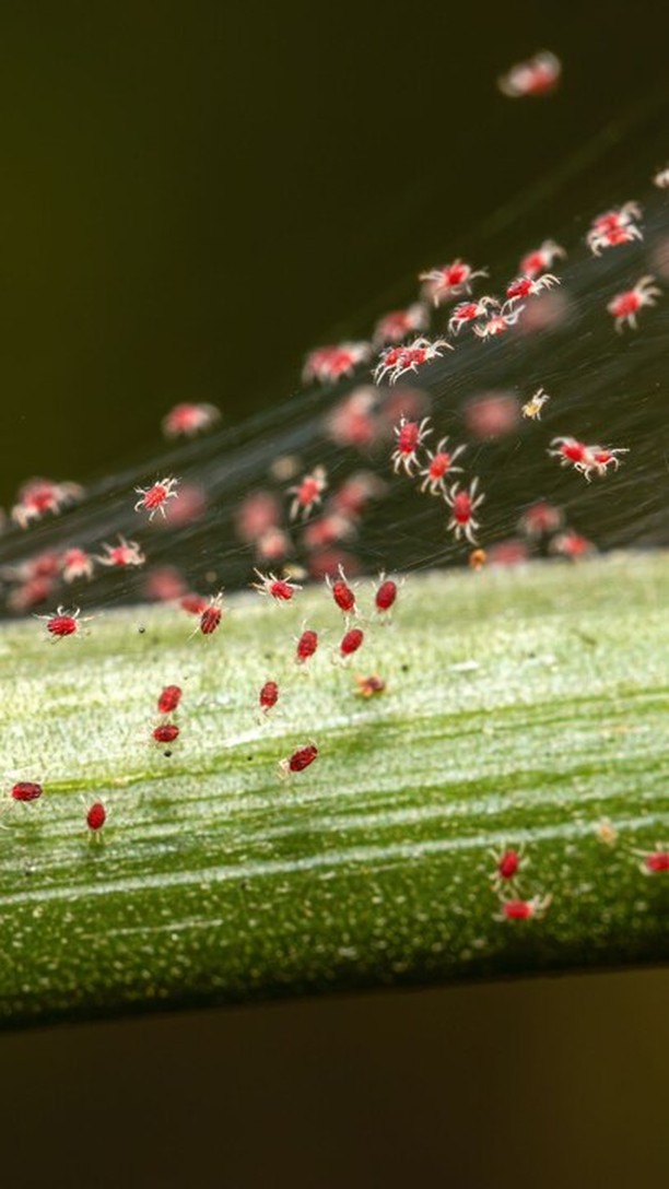 Sapevi che Emya IV aiuta le tue piante a stimolare l'aumento di sostanze di difesa nei confronti di infestazioni da acari ed eriofidi? Il trattamento regolare aumenta la vitalità e la salute delle piante, rendendole più resistenti e garantendo qualità e resa. 🌿
intact - creating the path for a new agriculture 🧡
#intactsolutions #growingsolutions #zeroresidue #zeroresidueagriculture #agriculture #agriolturasostenibile #beefriendly