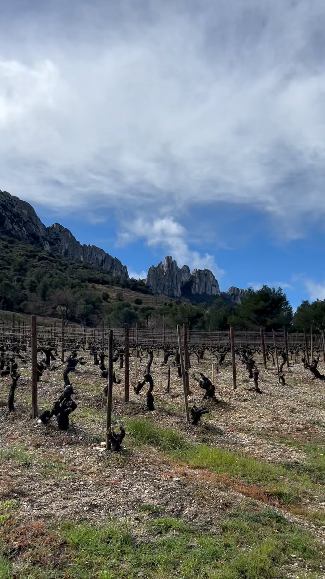 The Dentelles de Montmirail are a chain of mountains in Provence, France. The French word “dentelle” means lace which refers to their shape due to erosion. Bubbly Tourist found this to be a beautiful spot for a hike which was also close to many fabulous wineries. How perfect! Want to know what else to see in France or the world? Visit us at bubblytourist.com. #travel #france #dentellesdemontmirail #frenchwine #travelgram #instagram #wanderlust #adventure #travelblogger #instatravel #explore #trip #vacation #follow #traveling #happy #ilovetotravel #traveltheworld #happy #traveller #vacation #travelling #travelling #travelmore #travelblogger #amazingviews #ilovefrance #frenchwines #travelmakesmehappy #travelmore #traveltheworld