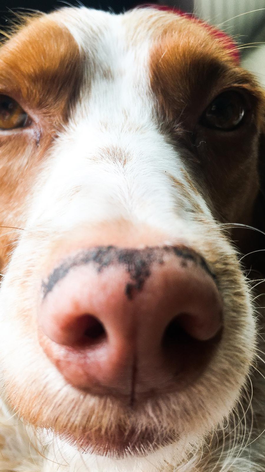 #peaches #handsin #handsinchallenge #dogsofinstagram ❤️