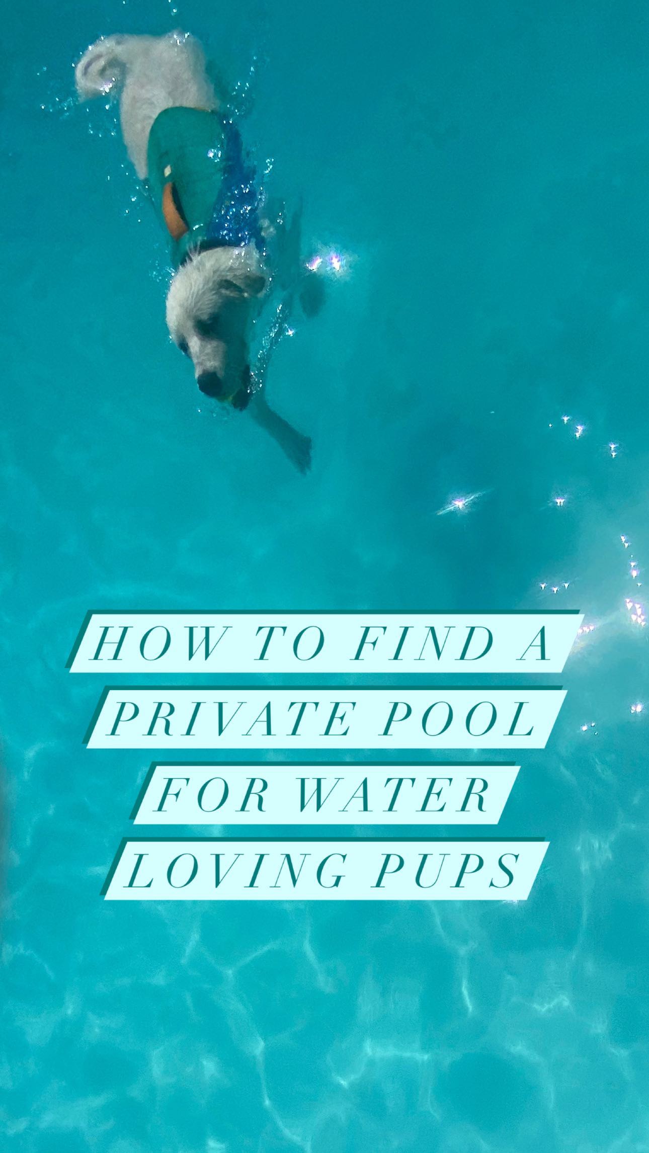 We discovered an app called @swimply and our pup exercise game has leveled up. You can rent people’s pools by the hour and it was the perfect activity to wear out the polar bear. It took a sec to figure the stairs out, but once he did there was no holding back.