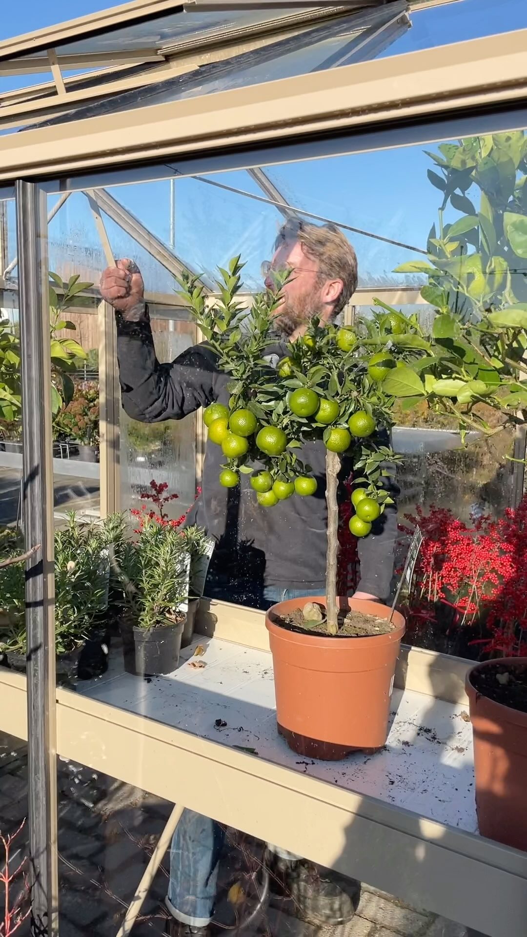 Woon je in regio #Gorinchem? 🌲🌲🌲🎄We hebben nog heel wat mooie bomen staan! Maar let op we zijn bijna uitverkocht! Kom morgen gezellig een boom uitzoeken! ☕️🍪⛸️🌲🌲
#kerstbomenverkoop #kerst #kerstboom #kersttijd #bomen #skimmia #tuinplanten #tuinplantenjaarrond #grotevoorrraadtuinplanten #detuinin #tuinieren #gorinchem #gorcum