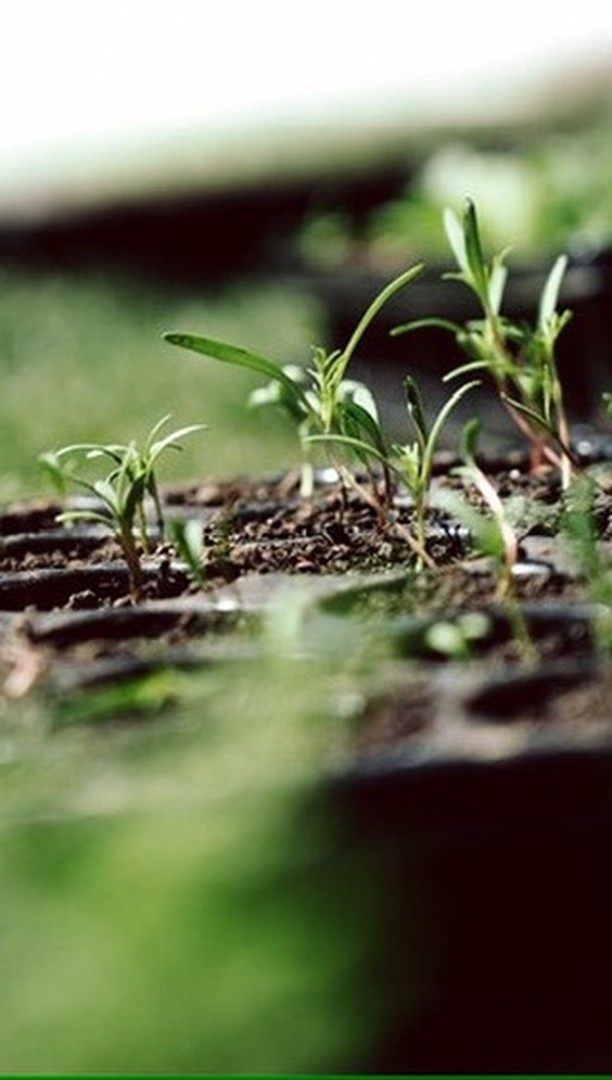 Heute in „Danis Gartentipps“: Warum friert man Blumensamen ein?
#blumendieanmorgendenken #slowflowers #blumenanzucht #flowerbauer
Titelbild by @bernhardschnittler