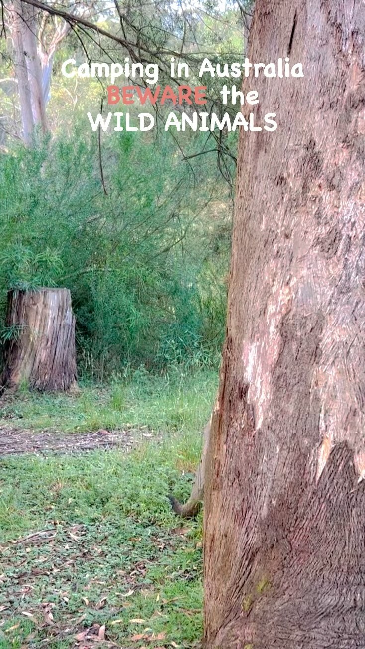 Beware the wild animals - Camping in Australia - the NSW/Victorian High Country (right on the border creek, start of the Murray river). Reliving our childhood with an iconic Australian theme song. #australia #onlyinaustralia #iconic #cute #camping #visitnsw #nswparks #visitvictoria