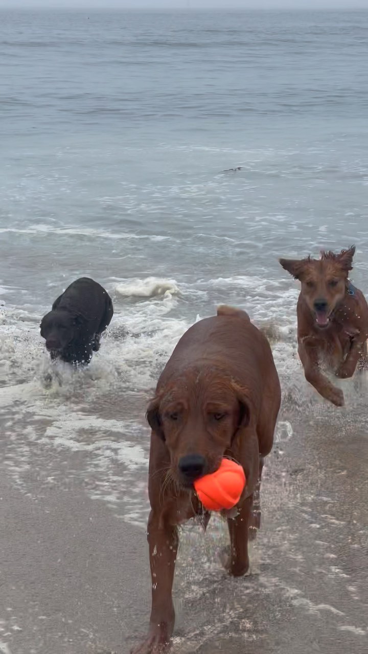 Pack Fun at the Beach
.
.
.
.
.
#packwalks #packwalk #dogwalker #dog #dogwalking #dogwalkerlife #dogwalkersofinstagram #dogwalkerslife #dogwalkers #dogs #doglover #hikingla #lahiking #hiking #dogsofinstagram