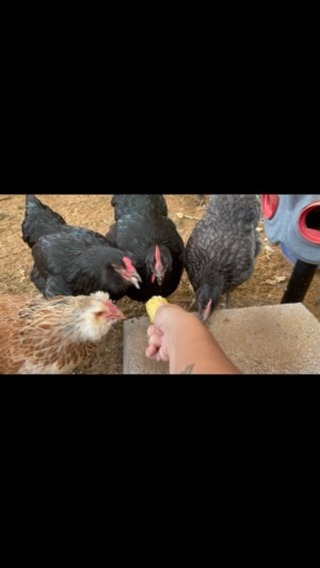 My feathered friends donāt mind clucking away while chowing down, but I know itās not always that easy for everyone.
Eating with others can be tough when youāre anxious about the food or fearful of being judged.
Letās work to make mealtimes a positive experience - because you deserve to enjoy your food and the company of others.
#eatingdisorderdietitian #certifiedintuitiveeatingcounselor #virtualdietitian #eddietitian