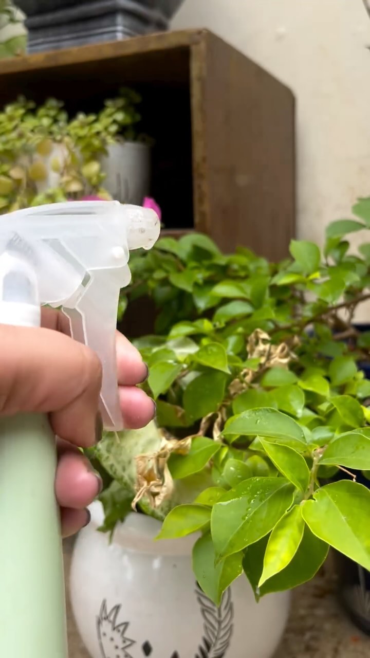 Another homemade solution for the Bugs!
Garlic Repellent Spray
Put 2 bulbs of garlic in 1 cup of water and let it sit overnight. Strain the liquid into a jar, add 1/2 cup vegetable oil and 1 teaspoon liquid soap, and fill the rest with water. Put one cup in a 1-quart sprayer, fill it with water, and apply it to your affected plants.
Happy Gardening!
Biocarve Seeds, High quality Flower and vegetable seeds, import export, Gardening.
#biocarveseeds #gardening #nobugs #homemadefertilizer