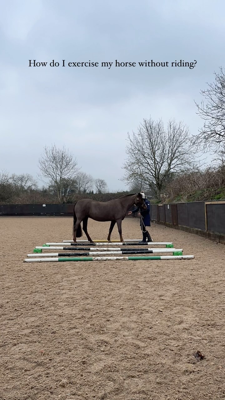 What’s the point?
In hand polework is so helpful in allowing your horse to really think about their feet and posture without additional weight on their back and the influence of tack. You can also watch much more easily to ensure you are achieving what you want to.
Key benefits include:
✅ Joint range of motion
✅ Proprioception and body awareness / confidence
✅ Muscle strengthening
✅ Flexibility / suppleness
✅ Core engagement and improved posture
✅ Mental stimulation
✅ Quick and easy!
Here’s an example of a session I performed. I like to try and vary the exercises and goals, as well as allow time for processing 💭
💡Top tip - go super slow and listen to some music whilst you do it! It makes the time much more enjoyable this way 🎶
#npvetphysio #vetphysio #horsephysio #equinephysio #horsesofinstagram #polework #rehab